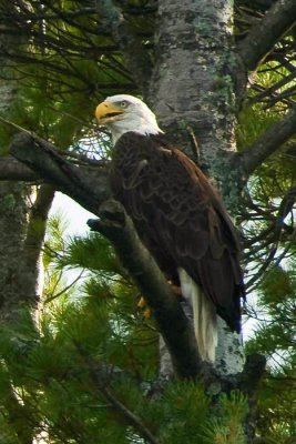 Eagles