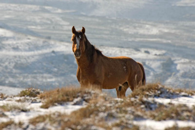 Wyoming