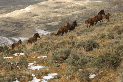 Wild horses, running free. I have loved horses as long as I can remember.
