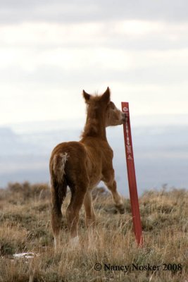 Pilot Butte Wild Horse Loop