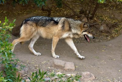 Mexican wolf