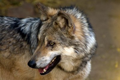 Mexican Wolf