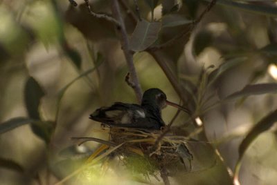 Humming bird on nest