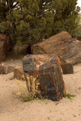 Petrified Forest National Park