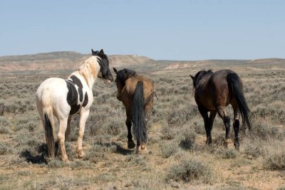 McCullough Peaks Wild Horses