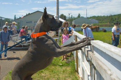 Dog watching working horse demo