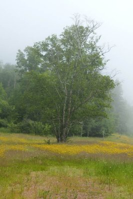 Fog - I like it when there is color also. When just gray and damp I find fog depressing.