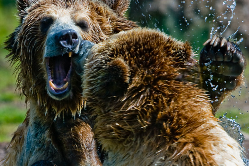7th Place (tie)<br>A Grizzly Scene<br> by McCrossan