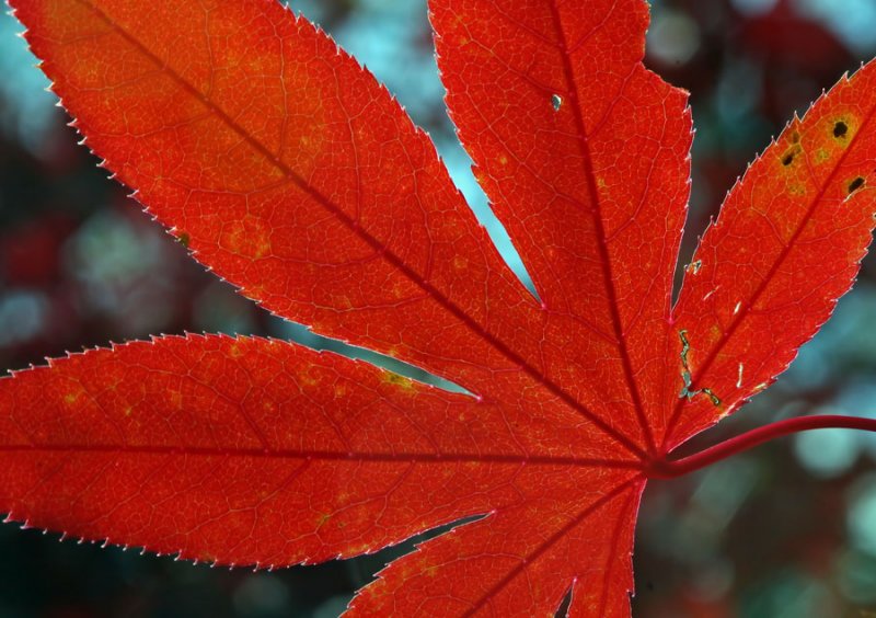As the Color Fades
