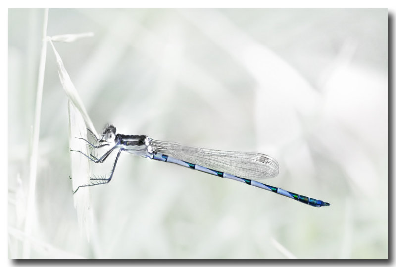 Damsel