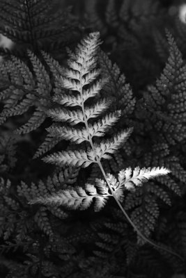 2nd PlaceSingle fern leaf by Cat