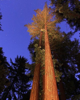 Redwood @ Night