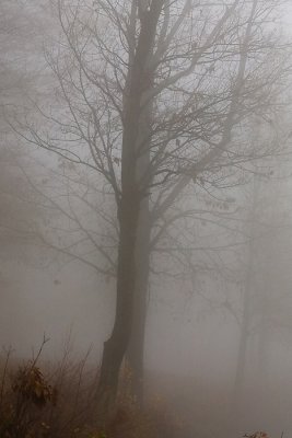 Ghosts in mist