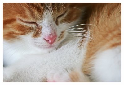 Kitten Cuddle