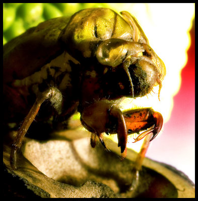 Bug # 42b