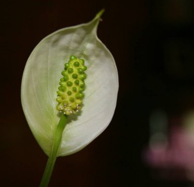 peace lily*