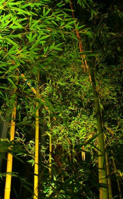 Bamboo in the Night *  Traveller