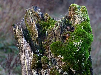 Aged Fence Post