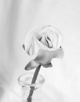 lite rose