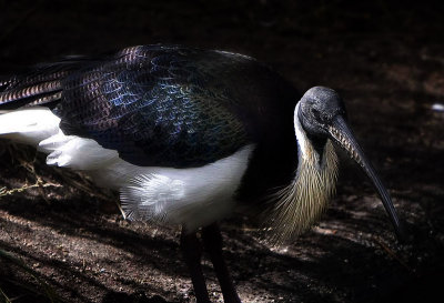Straw Necked Ibis