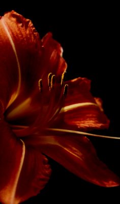9th Daylily by Mary Anne