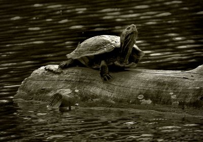 Blackwater Turtle