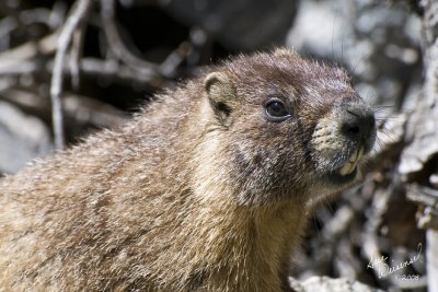 Marmot