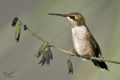 Hummingbird