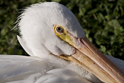 White Pelican