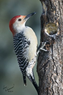 Red-bellied Woodpecker, Male