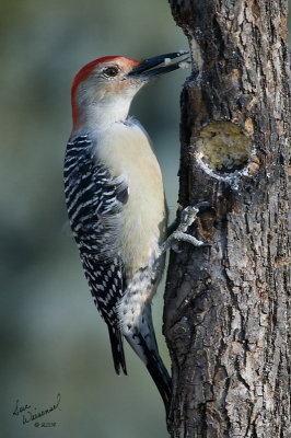 Red-bellied Woodpecker, Male