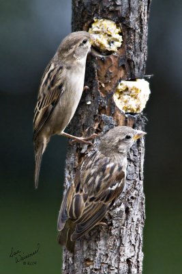 Finches At The Feeder