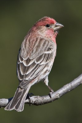 House Finch