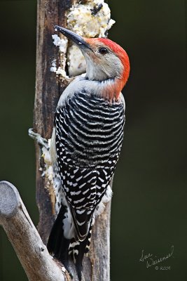 Red-bellied Woodpecker, Male