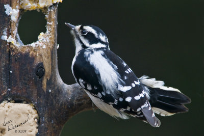 Downy Woodpecker, Female