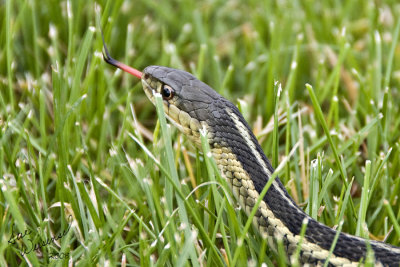 Hiss-s-s-s