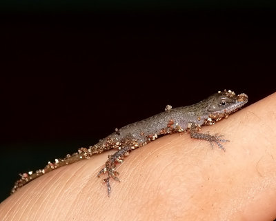 Baby Green Anole - 1 hour old