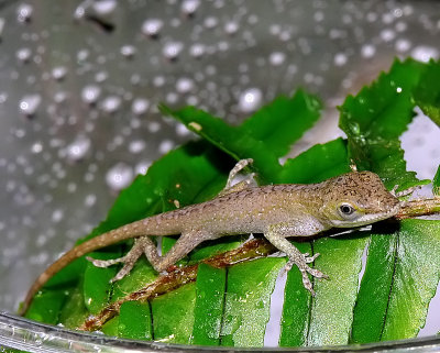 Baby Green Anole