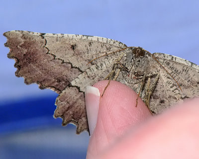 Lunate Zale Moth