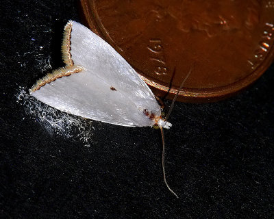 Moth - Unknown