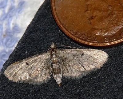 Moth ?Herpetogramma thestialis  (m)?