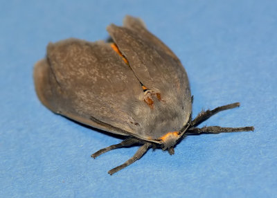 Milkweed Tussock Moth