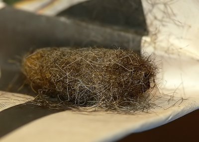 Tussock Moth Cocoon