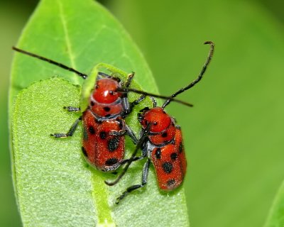  Red Milkweed Beetles