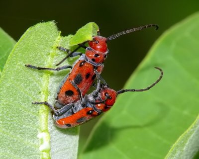 Mating Milkweed Beetles