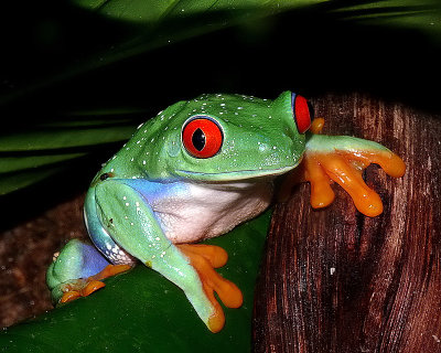 Red Eyed Tree Frog  <))