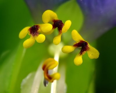 Asiatic Dayflower