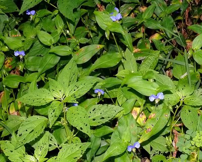 Asiatic Dayflower