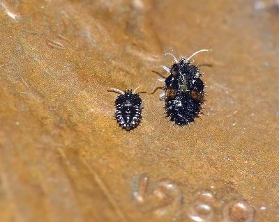 Hemipterans - Lacebug Nymphs