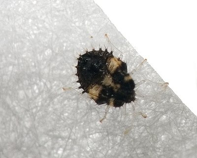 Hemipterans - Lacebug Nymph